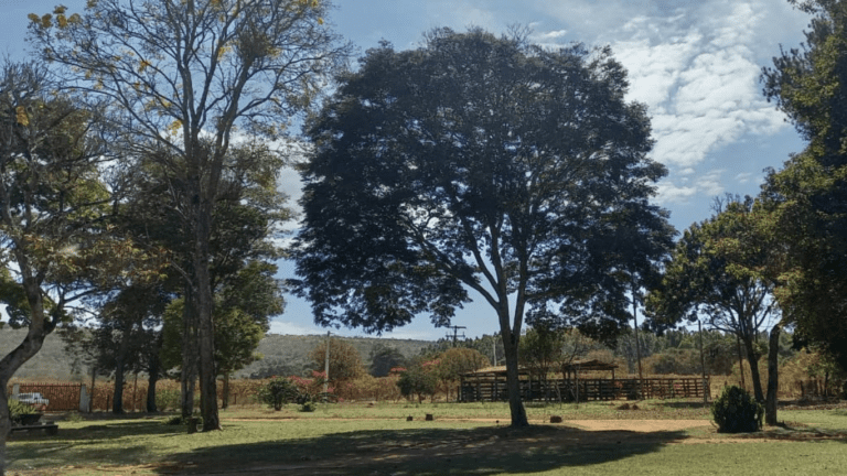 LINDA FAZENDINHA 10 MILI (23)