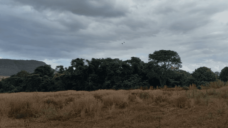 LINDA FAZENDINHA 10 MILI (31)