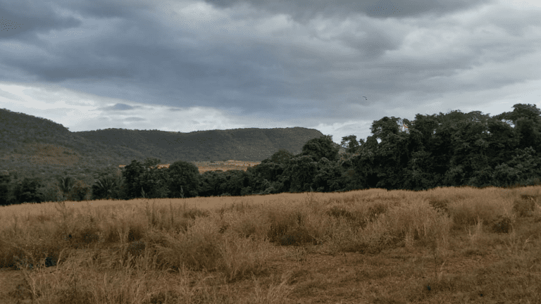 LINDA FAZENDINHA 10 MILI (32)