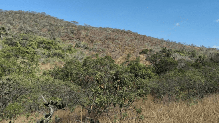 LINDA FAZENDINHA 10 MILI (34)