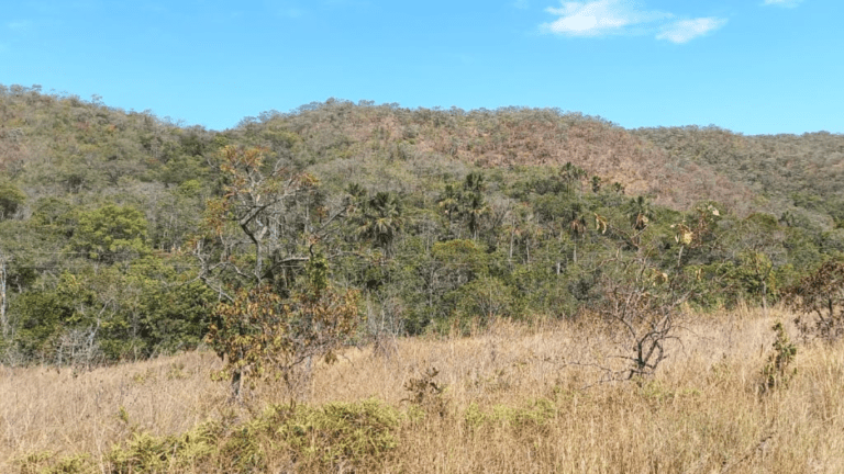 LINDA FAZENDINHA 10 MILI (35)