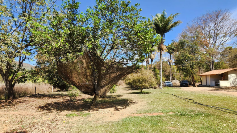 LINDA FAZENDINHA 10 MILI (36)