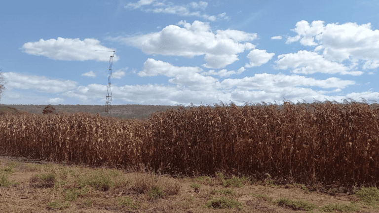 LINDA FAZENDINHA 10 MILI (37)