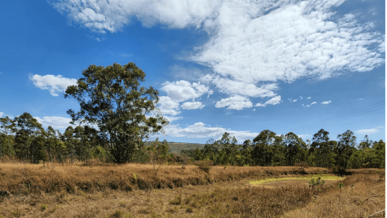 LINDA FAZENDINHA 10 MILI (38)