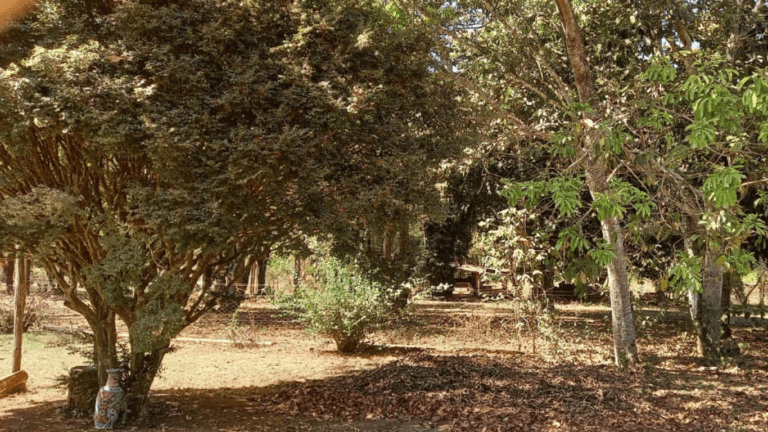 LINDA FAZENDINHA 10 MILI (40)