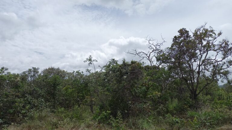 LOTE 1200 ALTO PARAÍSO (2)