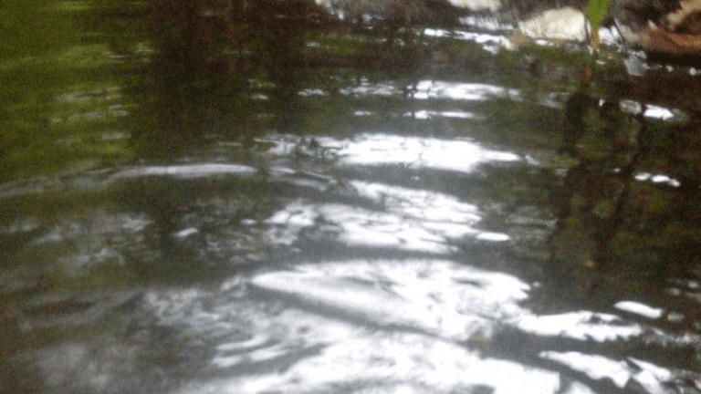 VALE VERDE - BALEIA (1)