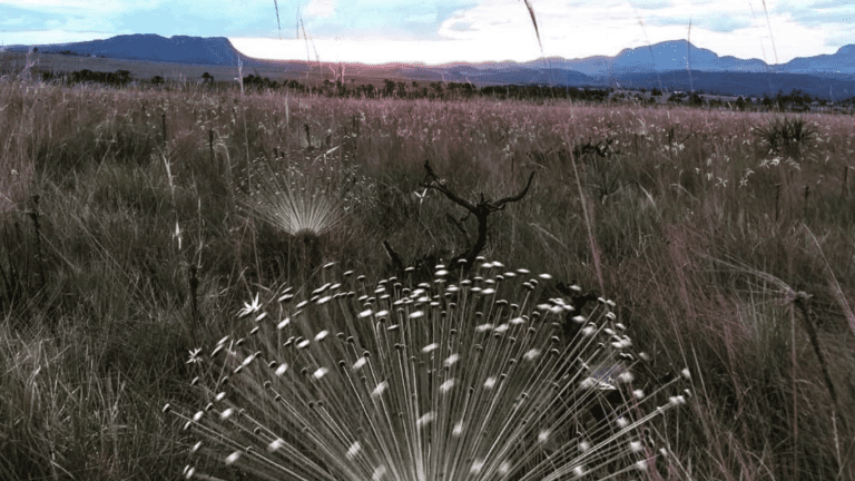 VALE VERDE - BALEIA (5)