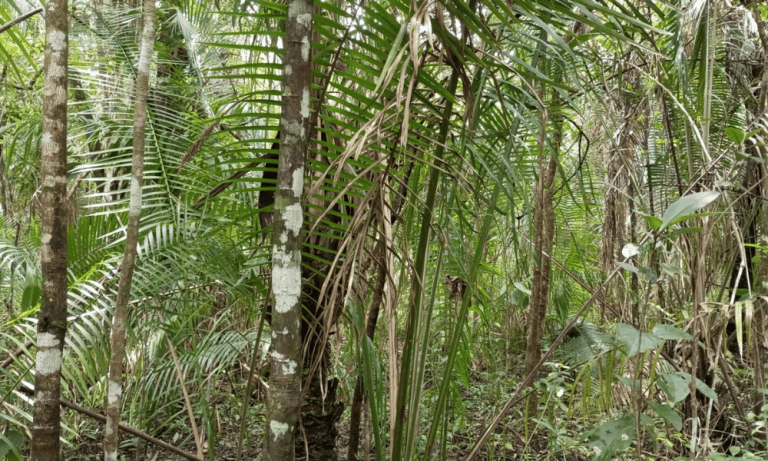 TR RU GO239 BV ISIS (1)