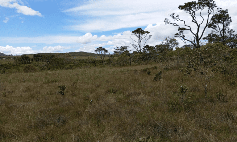 TR RU GO239 BV ISIS (10)