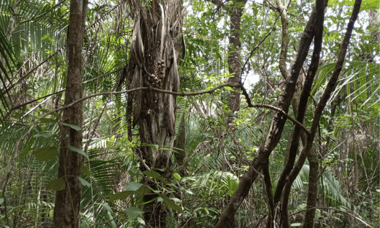 TR RU GO239 BV ISIS (12)