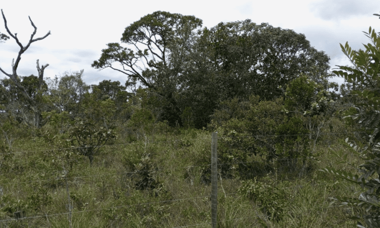 TR RU GO239 BV ISIS (14)