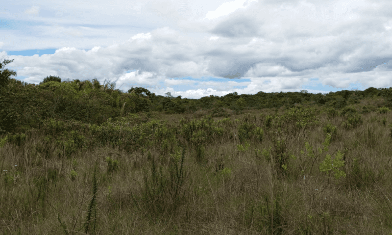 TR RU GO239 BV ISIS (22)