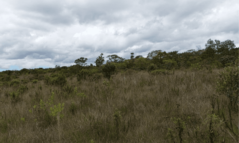 TR RU GO239 BV ISIS (8)